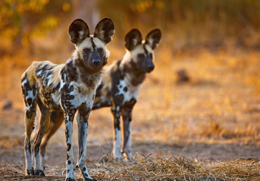3 Days 2 Nights Serengeti Safari via Seronera From Zanzibar
