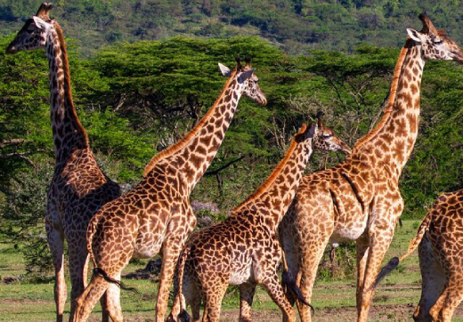3 Days 2 Nights Serengeti Safari via Seronera From Zanzibar