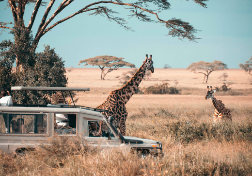 2 Days 1 Night Serengeti Safari From Zanzibar