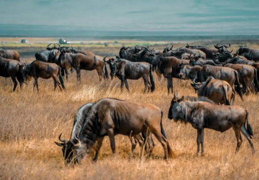3 Days 2 Nights Serengeti Safari via Seronera From Zanzibar