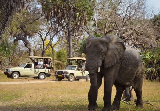 2 Days 1 Night Ngorongoro Crater Safari From Zanzibar