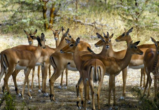 3 Days 2 Nights Serengeti Safari via Seronera From Zanzibar