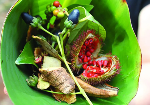 SPICE FARM TOUR