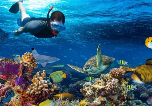 MNEMBA ISLAND ,