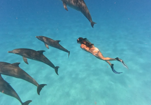 DOLPHIN KIZIMKAZI