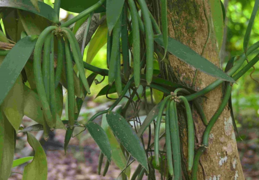 SPICE FARM TOUR