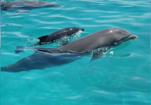 DOLPHIN KIZIMKAZI