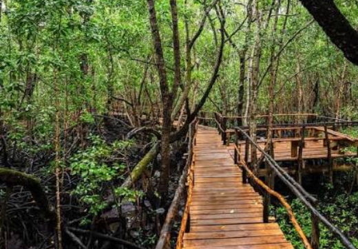 JOZANI FOREST + KUZA CAVE
