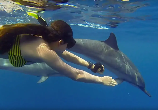 DOLPHIN KIZIMKAZI