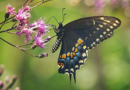 JOZANI FOREST  + KUZA CAVE  + BUTTERFLY