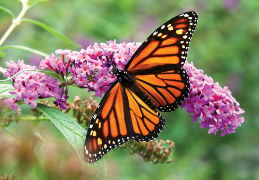 JOZANI FOREST  + KUZA CAVE  + BUTTERFLY